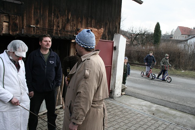 Masopust ve kyni  2.2.2008