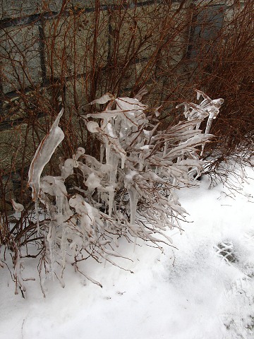 Masopust ve kyni 13.2.2010
