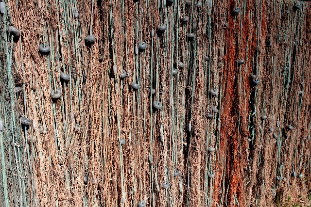 Rumunsko - delta Dunaje   17.-25.6.2011