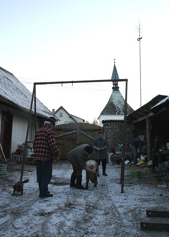 Prav jihoesk zabjaka ve Svat M 16.2.2008