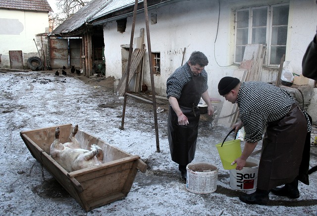 Prav jihoesk zabjaka ve Svat M 16.2.2008