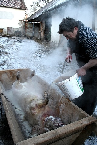 Prav jihoesk zabjaka ve Svat M 16.2.2008