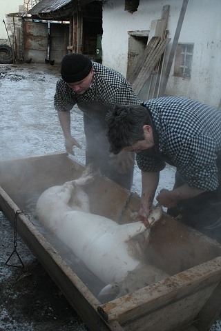 Prav jihoesk zabjaka ve Svat M 16.2.2008