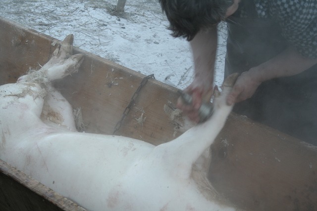 Prav jihoesk zabjaka ve Svat M 16.2.2008