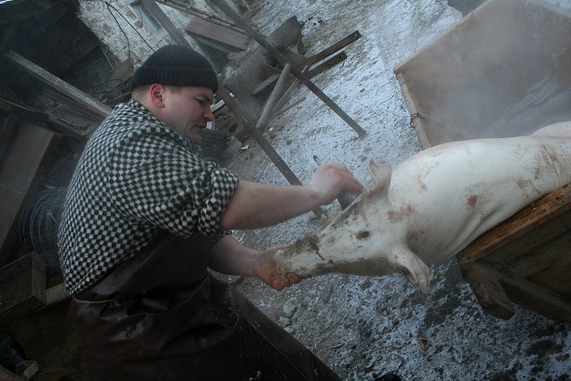 Prav jihoesk zabjaka ve Svat M 16.2.2008