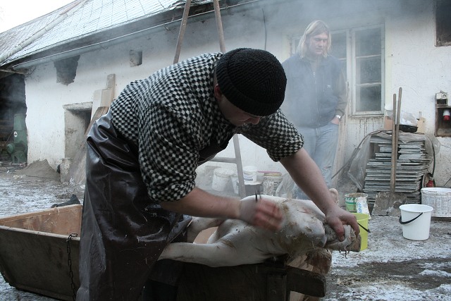 Prav jihoesk zabjaka ve Svat M 16.2.2008