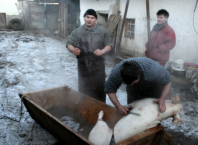 Prav jihoesk zabjaka ve Svat M 16.2.2008