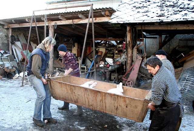 Prav jihoesk zabjaka ve Svat M 16.2.2008