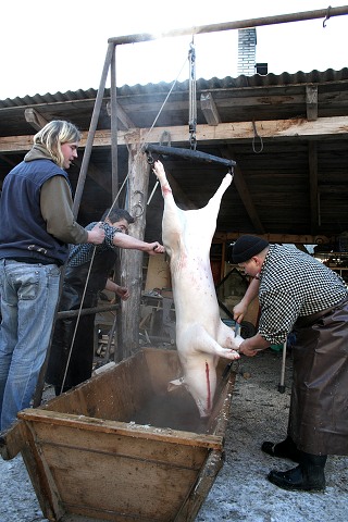 Prav jihoesk zabjaka ve Svat M 16.2.2008