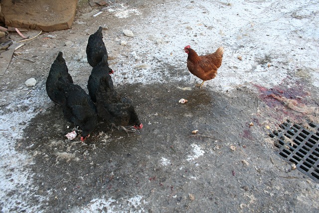 Prav jihoesk zabjaka ve Svat M 16.2.2008