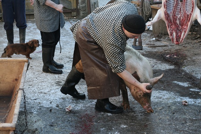 Prav jihoesk zabjaka ve Svat M 16.2.2008