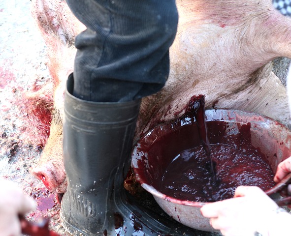 Prav jihoesk zabjaka ve Svat M 16.2.2008