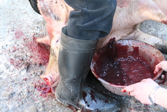 Prav jihoesk zabjaka ve Svat M 16.2.2008