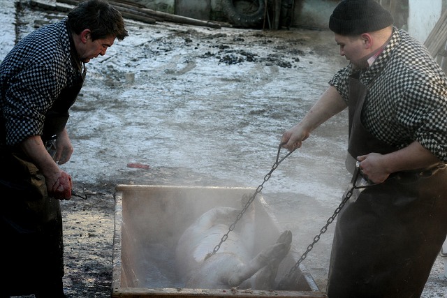 Prav jihoesk zabjaka ve Svat M 16.2.2008