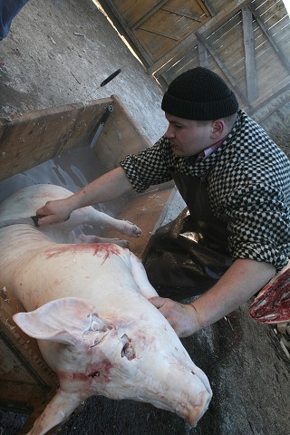 Prav jihoesk zabjaka ve Svat M 16.2.2008