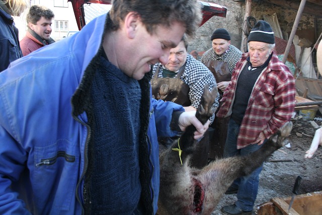 Prav jihoesk zabjaka ve Svat M 16.2.2008