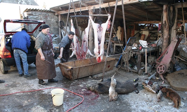Prav jihoesk zabjaka ve Svat M 16.2.2008