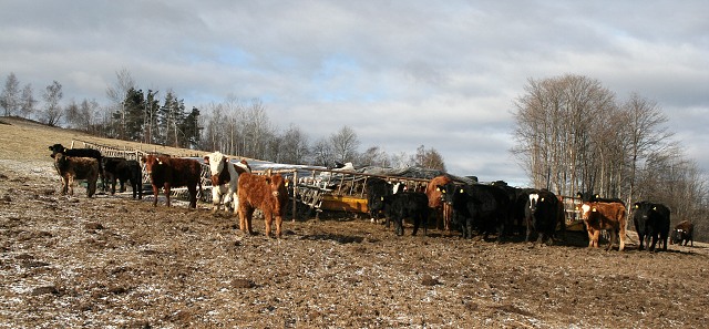 Prav jihoesk zabjaka ve Svat M 16.2.2008