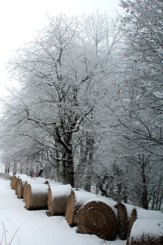 Zabjaka 19.2.2011 Krulov