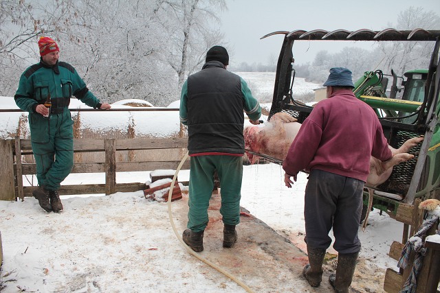 Zabjaka 19.2.2011 Krulov